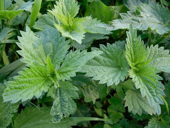 Nettle to prepare medicinal decoction for varicose veins
